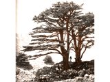 Cedars of Lebanon must have been far more extensive. In contrast to Palestine, Lebanon is well supplied with streams. An early photograph.